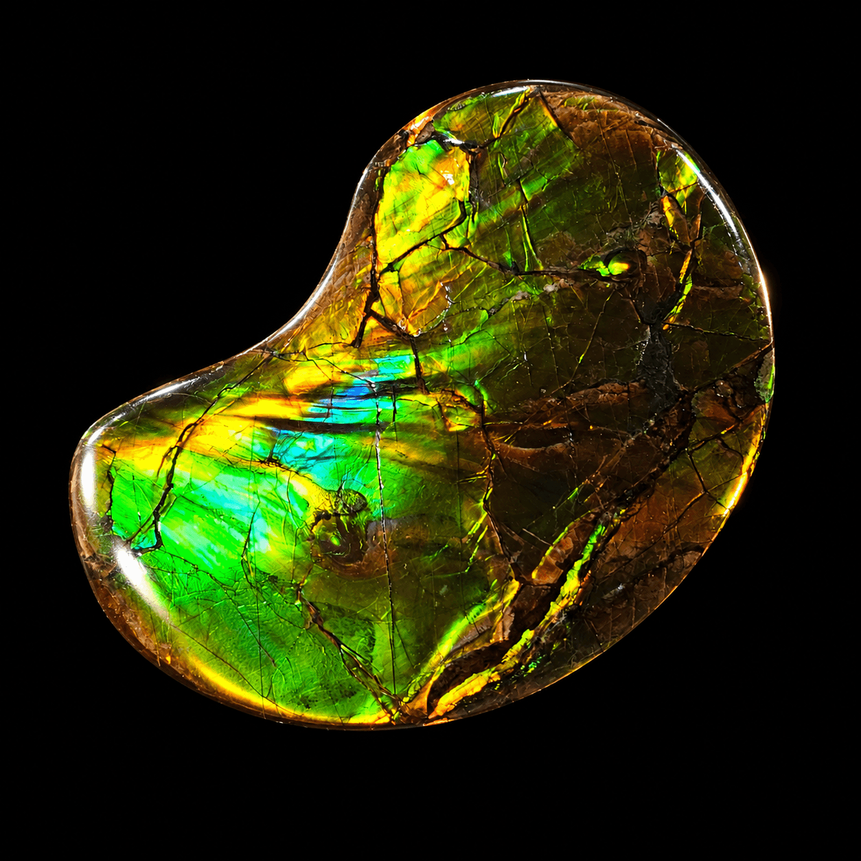 Ammolite Lucky Stone A01