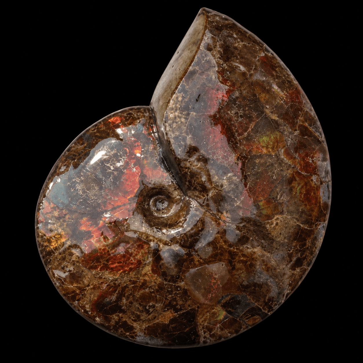 Ammonite Fossil PF898