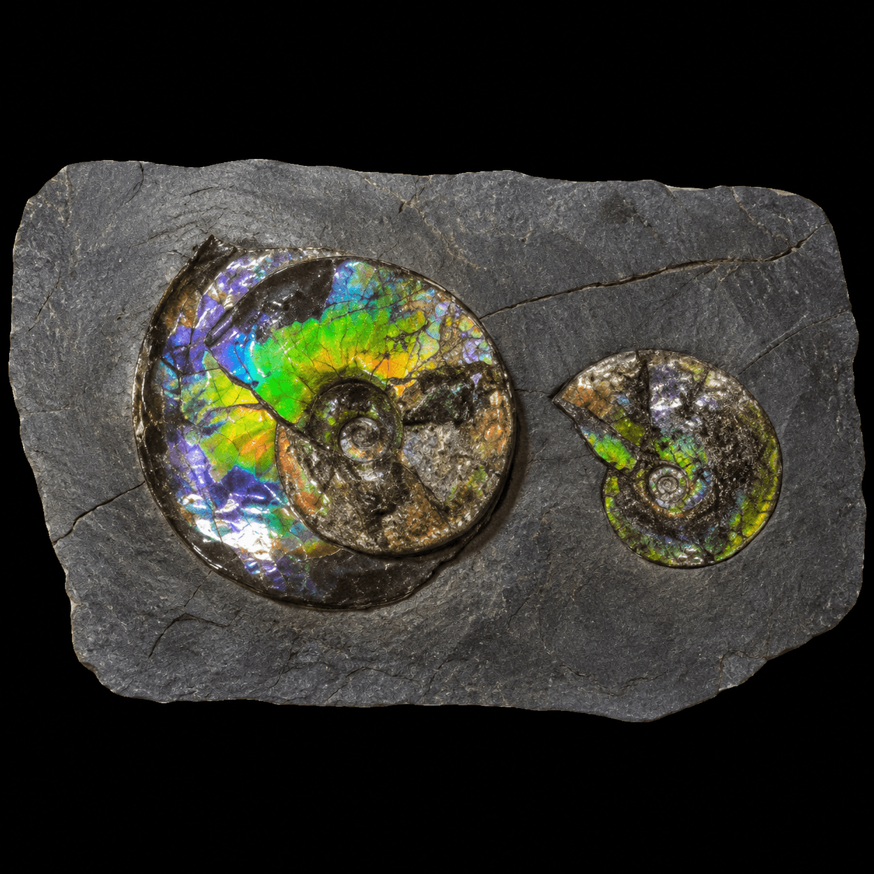 Ammonite Fossil D7 9 + 7 23
