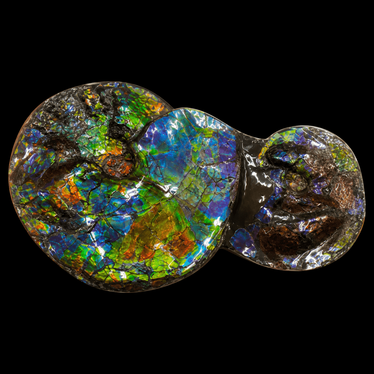 Ammonite Fossil D53 1