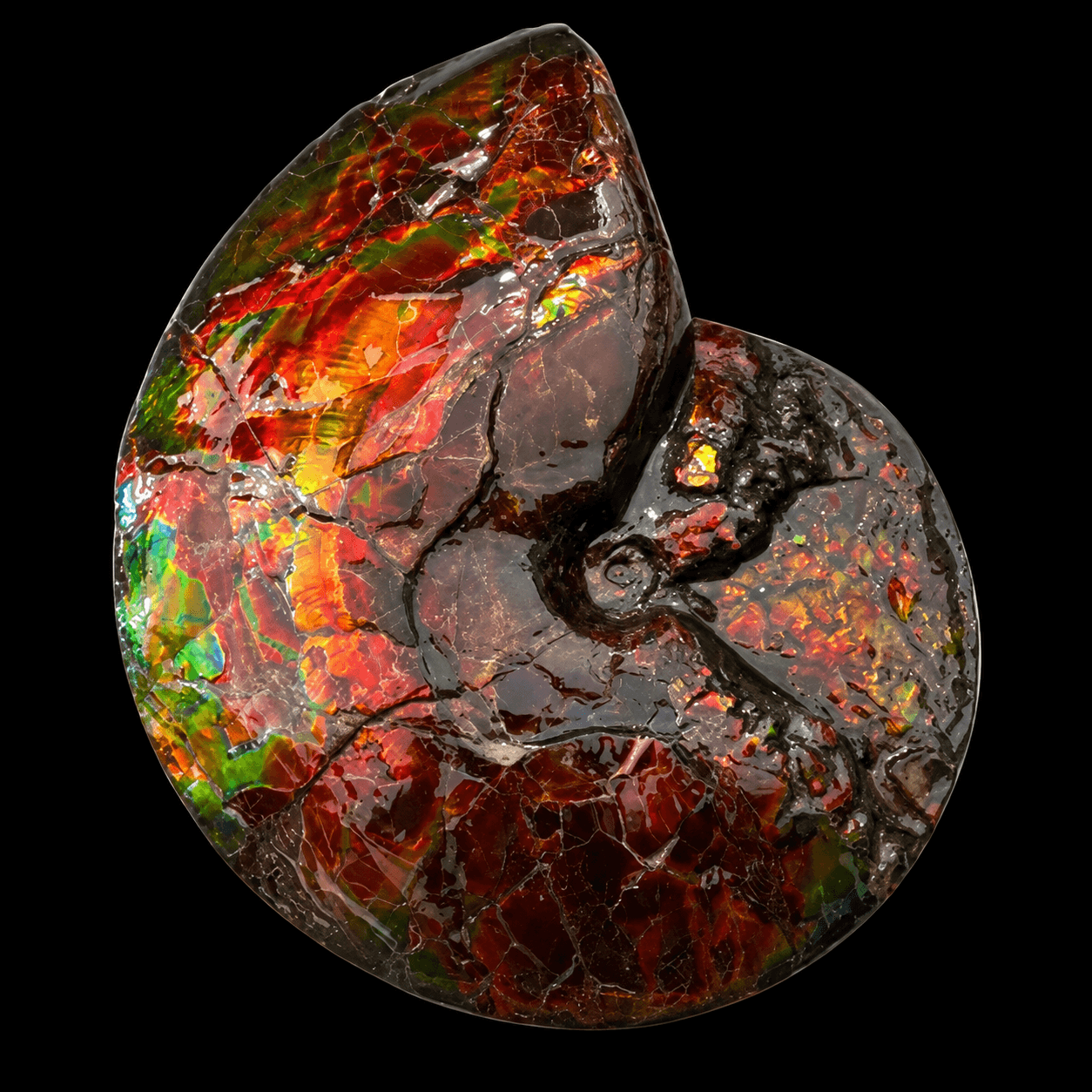Ammonite Fossil PF929